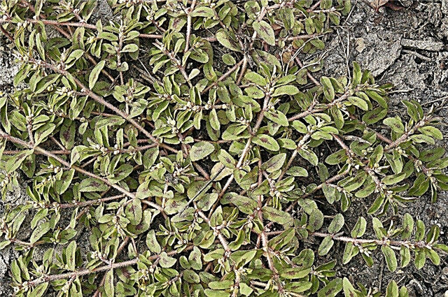 Tips voor Spotted Spurge Control
