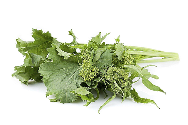 Consejos sobre cómo cultivar brócoli rabe