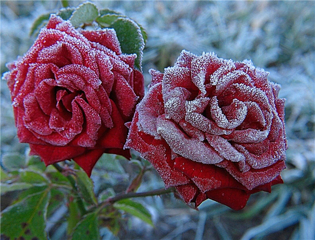 وردة بوش في الطقس البارد - رعاية الورود في الشتاء