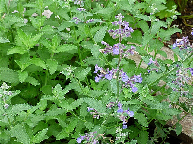 Catmint Herb: كيف تنمو Catmint