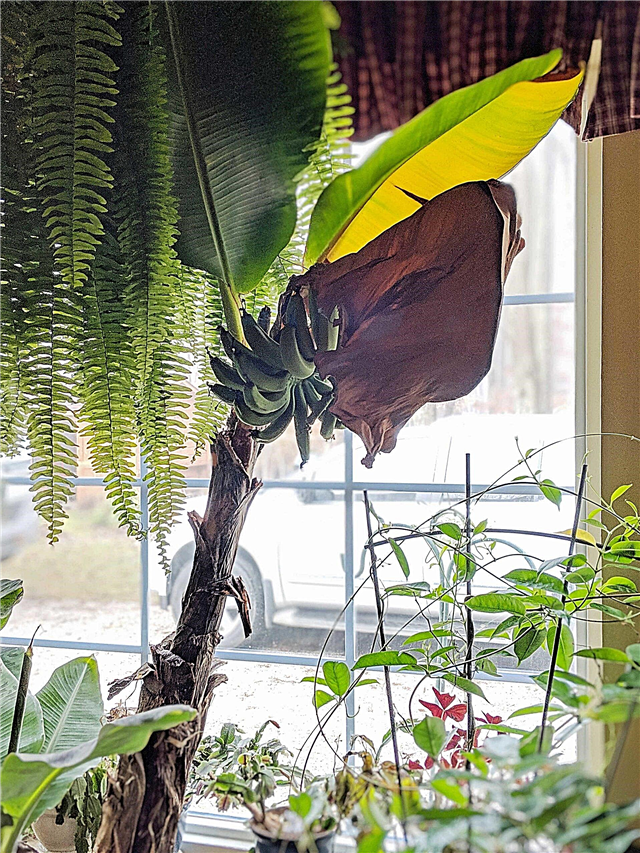 Комнатное растение бананового растения - Забота о банановом дереве внутри