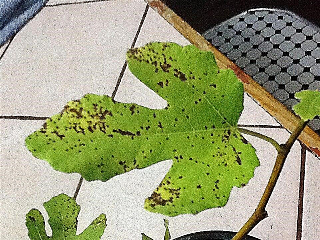Prévenir la rouille des figues: arrêter la rouille sur les feuilles de figues et les fruits