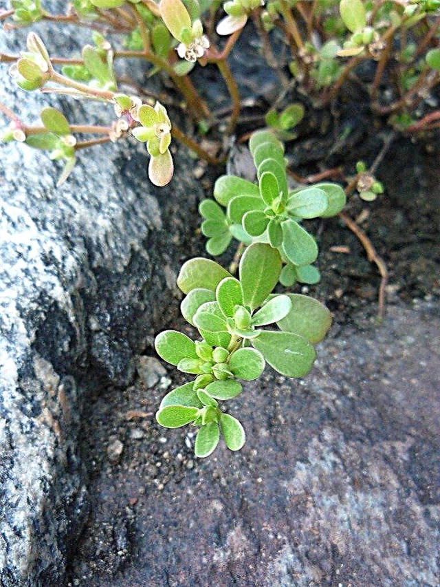 Fresh Purslane Herb - Che cosa è Purslane e cura della pianta Purslane