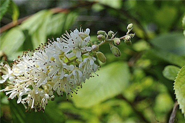 Hardy Summersweet: Wie man Clethra Alnifolia züchtet