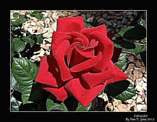 Vad är en Kordes Rose: Information om Kordes Roses