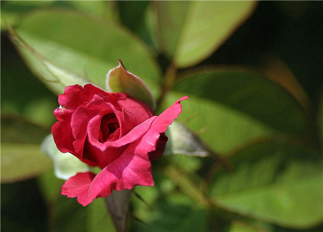 Heirloom Rose Bushes - Find gamle haveroser til din have