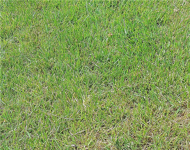Zoysia-Gras entfernen: Wie man Zoysia-Gras enthält