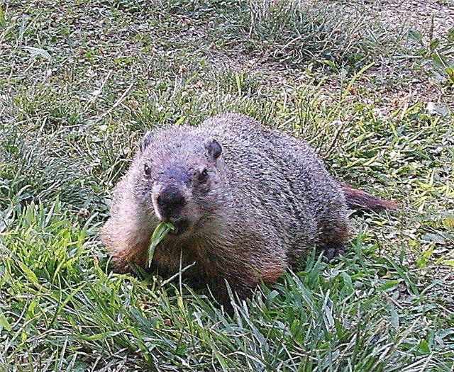 Menyingkirkan Groundhog - Groundhog Deterrents Dan Penolak