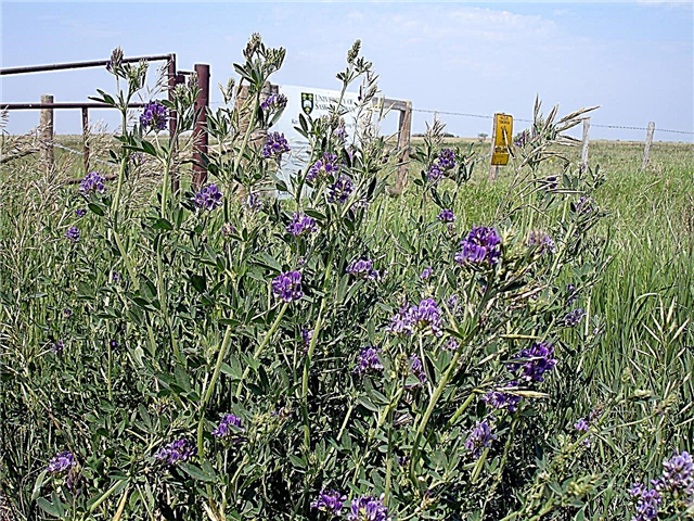 Cultivo de alfalfa: cómo plantar alfalfa