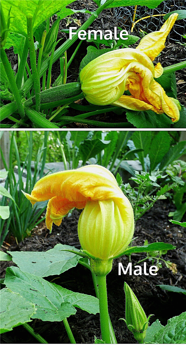 Como uma flor feminina e uma flor masculina se parecem em uma planta de abóbora