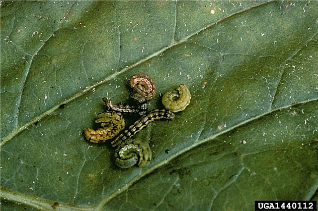 Viermi pe plante cu geraniu: Tratarea tutunului Budworm pe geranii