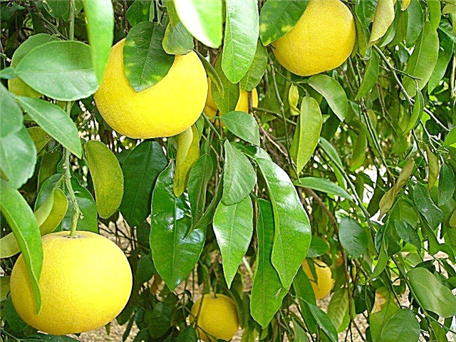 Grapefruit Tree Care - Tips voor het kweken van grapefruit