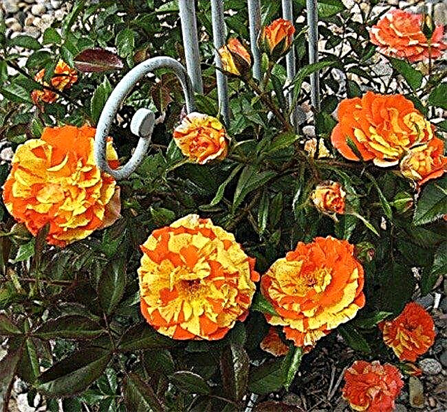 Qué es un arbusto de arbusto de rosas: aprenda sobre las diferentes rosas de arbusto