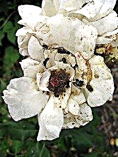 Budworm On Roses - نصائح لمكافحة الدودة