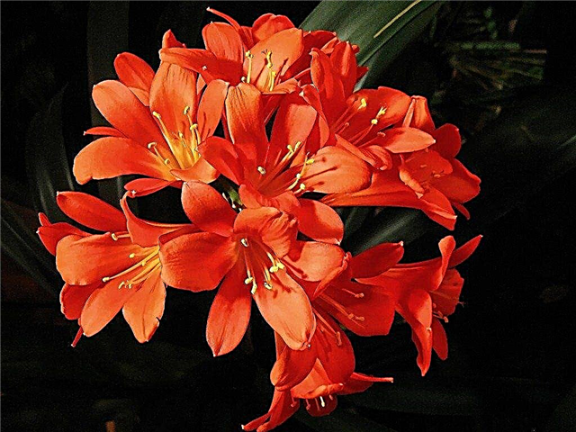 Growing Clivia - Omsorg for Clivia Plant