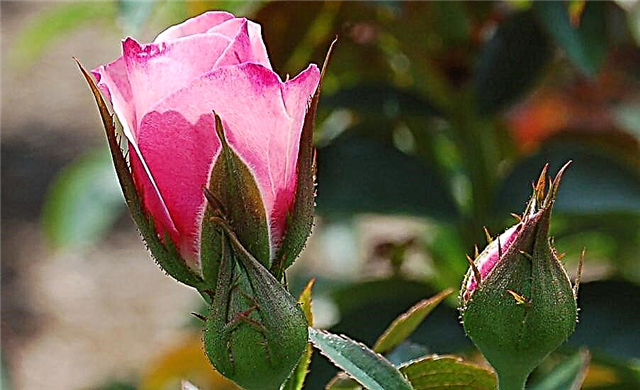 Orsak rosor: Plantera en rosbush, stödja en orsak