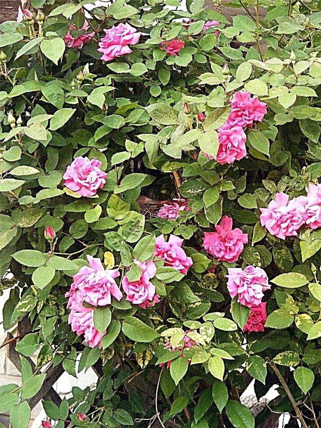 Proteção térmica para rosas: mantendo os arbustos saudáveis ​​em clima quente