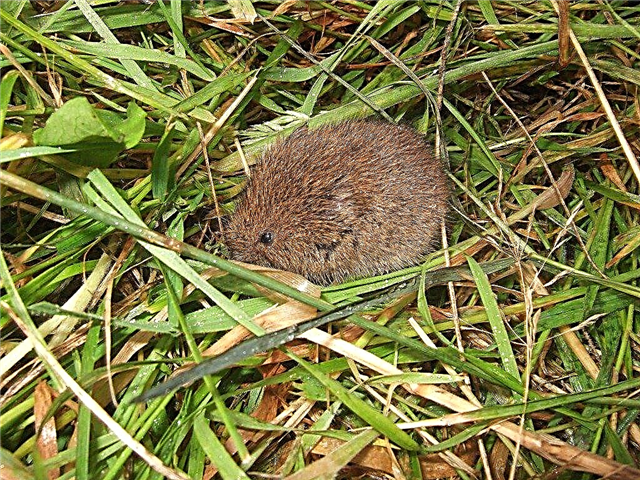 Cómo deshacerse de los ratones de campo: uso de repelente de ratones y cómo matarlos
