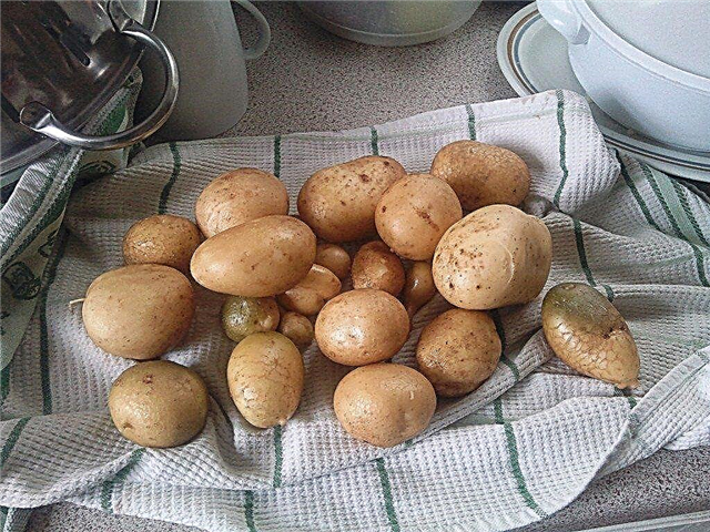 كيف ومتى حصاد البطاطا