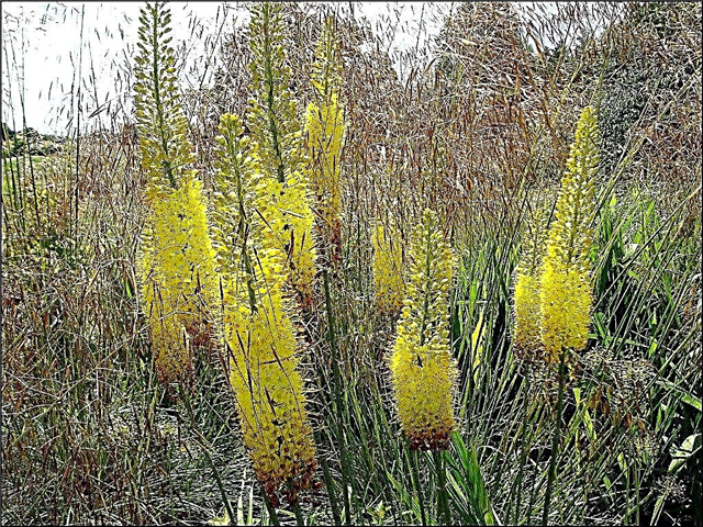 Foxtail Cvijet ljiljana: Kako se brinuti za lisice lisice