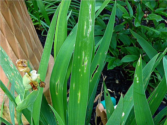 En savoir plus sur la tache des feuilles d'iris