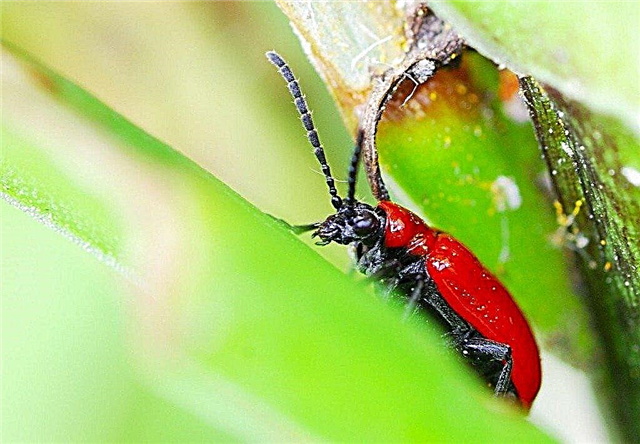 Aprenda sobre el control de Lily Beetles