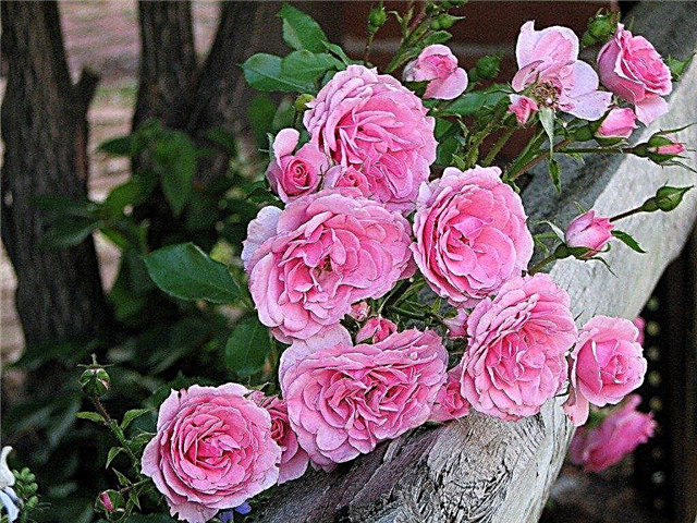 Rosas de entrenamiento en una cerca y las mejores rosas para cercas