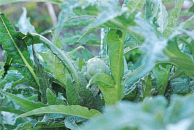 Alcachofas que crecen en su jardín: consejos para cultivar plantas de alcachofa