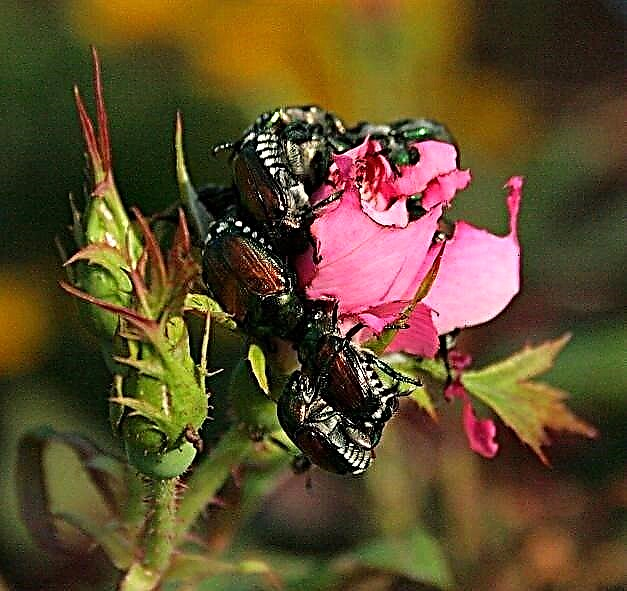 Japonské chrobáky Rose Damage - Ako sa zbaviť japonských chrobákov na ružiach