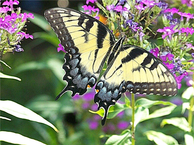 Садоводство бабочек - Использование садовых растений бабочек