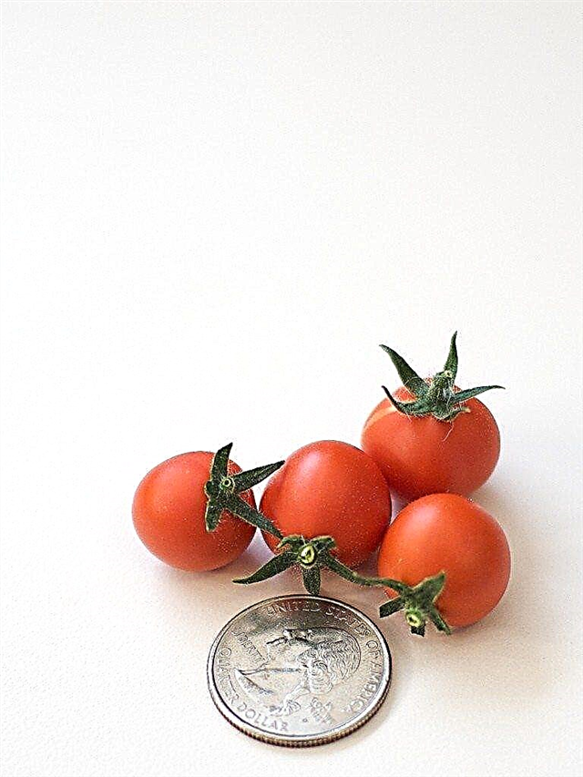 Tomates em miniatura no jardim