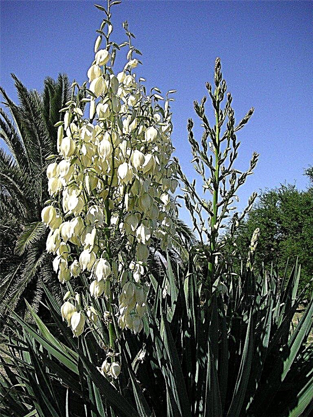 Päästä eroon Yucca-kasveista - kuinka poistaa Yucca-kasvi