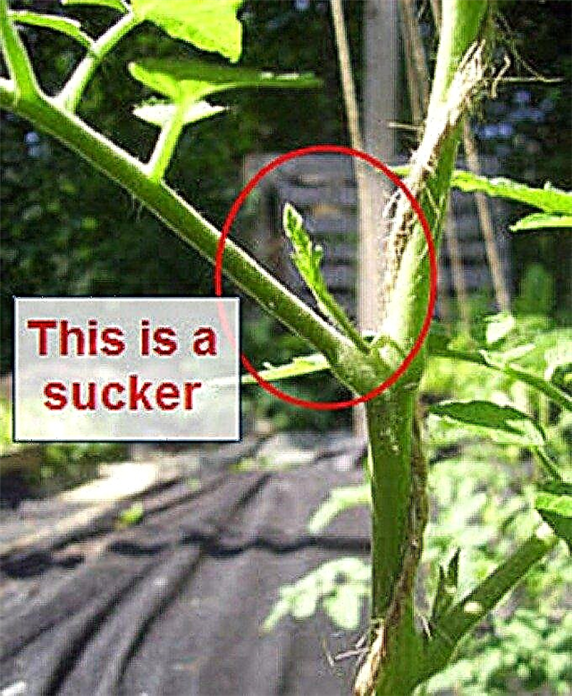 Tomat suckers - Hvordan identifisere suckers på en tomatplante