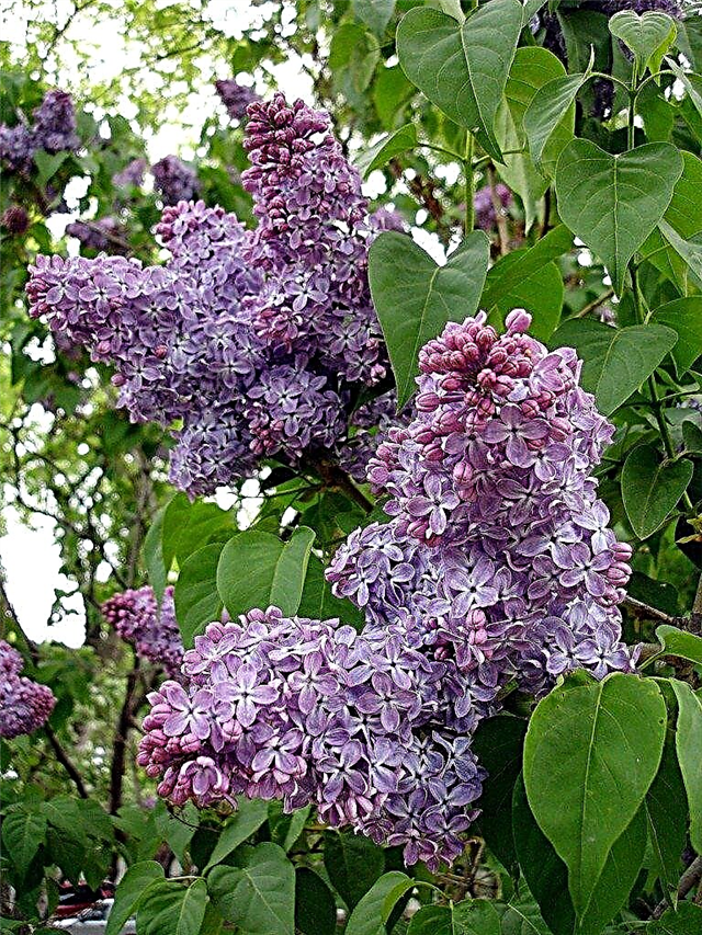 Sem perfume lilás: por que uma árvore lilás não tem fragrância
