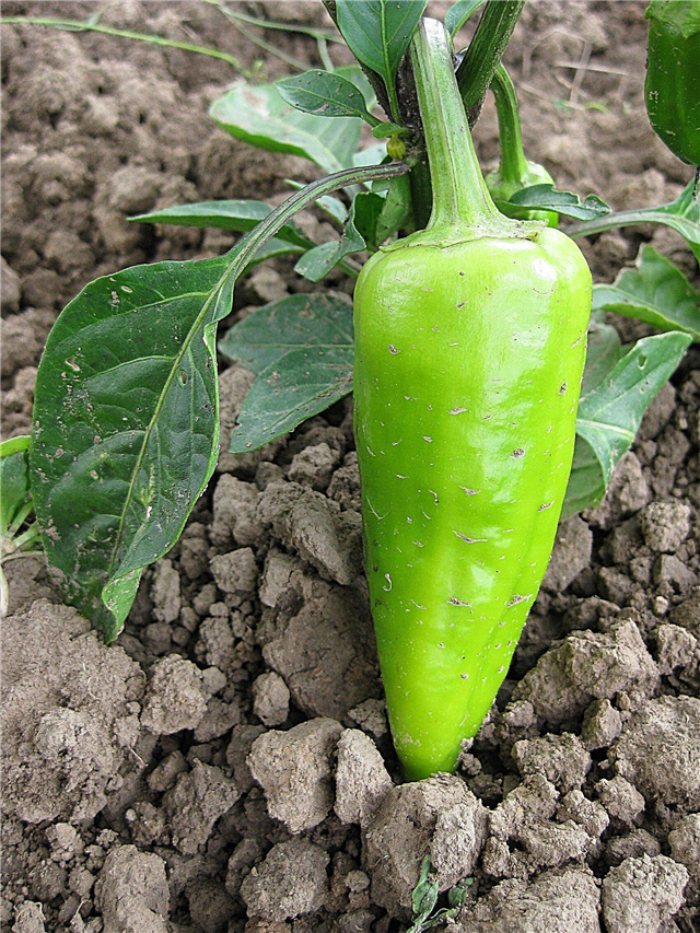 Τι προκαλεί τις πιπεριές να πέσουν από το φυτό