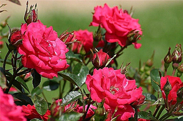 Información sobre los arbustos de rosas en miniatura Sunblaze