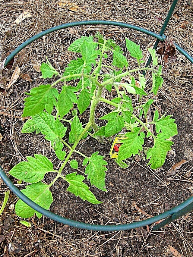 Tipps zum Anpflanzen von Tomaten - So pflanzen Sie eine Tomate