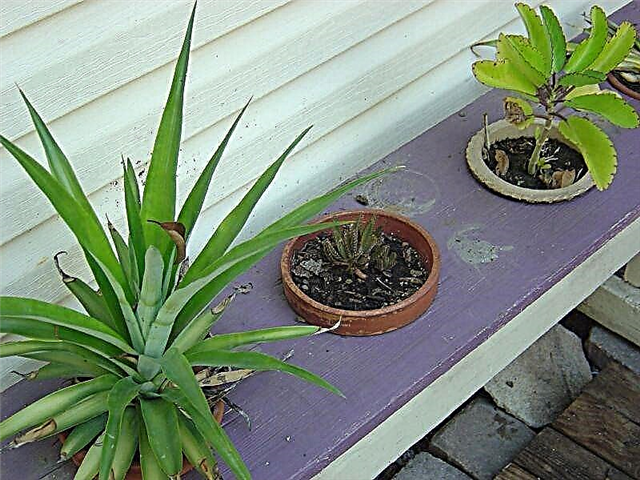 Ananas-toppen planten - Hoe een ananas-top te laten groeien