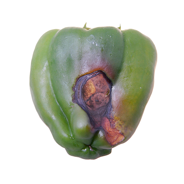 Το κατώτατο σημείο του πιπεριού είναι σάπιο: Στερεώνοντας το άκρο του άνθους στο πιπέρι