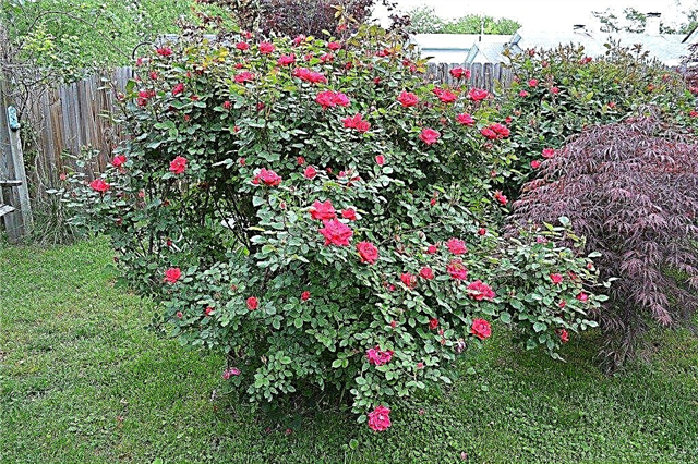 Lær om selvrensende rosebuske
