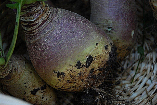 Raccolta di Rutabaga e come conservare Rutabaga coltivata in giardino