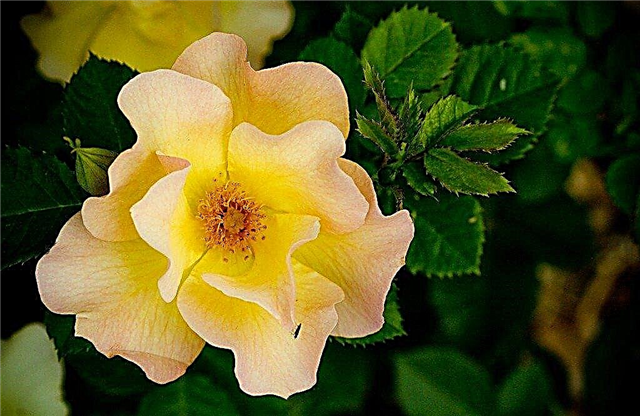Aprenda más sobre las rosas de la serie Parkland