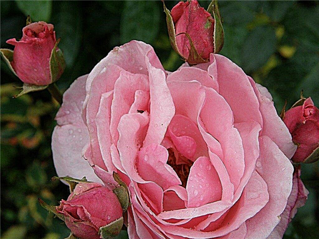 Información sobre rosas amables de la tierra