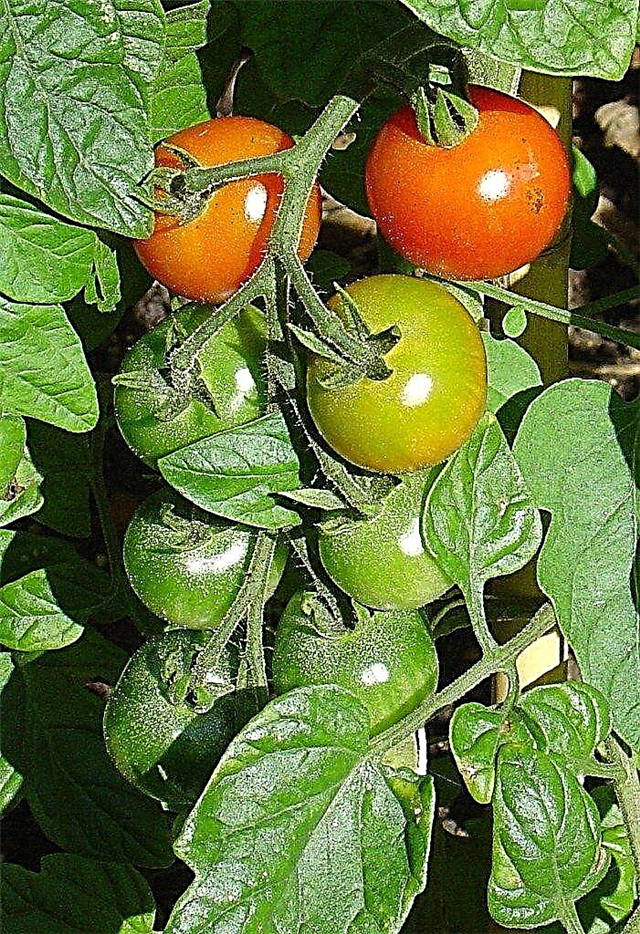 طماطم التسميد: نصائح لاستخدام سماد نبات الطماطم