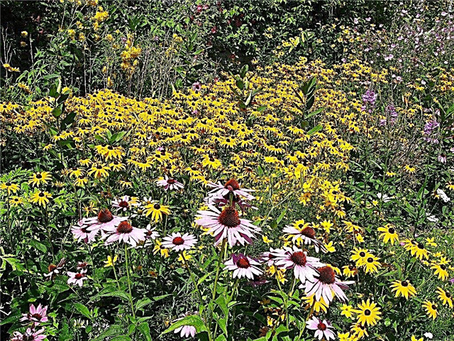 Výsadba kvetov - Ako sa starať o záhradu wildflower