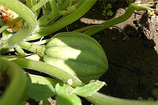 Savjeti za uzgoj tikva za žeravicu za vaš vrt