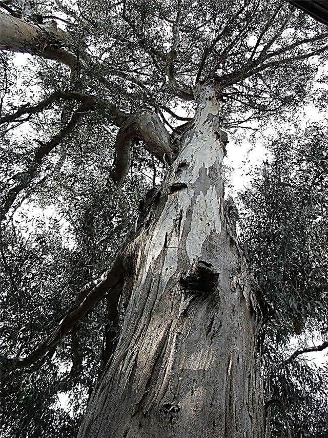 Causas de problemas com árvores de eucalipto