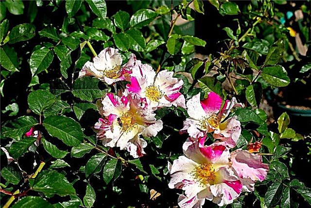 Узнайте о памятных розах для посадки в вашем саду