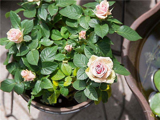 Container Roses: Cultivo de rosas em vasos
