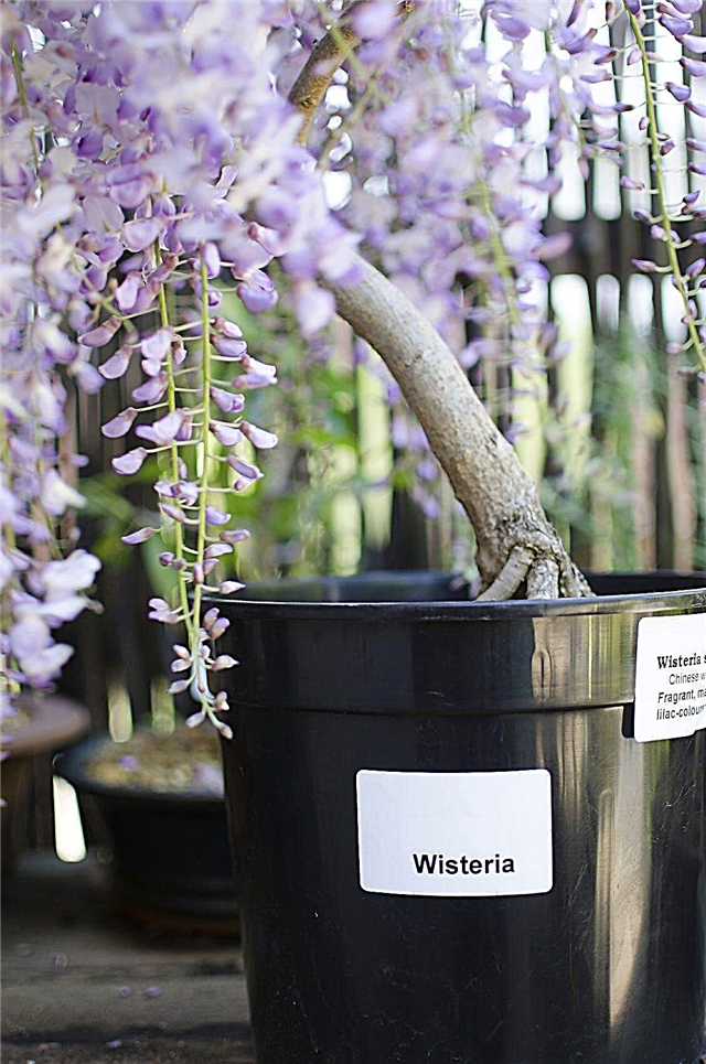 Πληροφορίες για το πώς να μεταμοσχεύσετε το Wisteria Vines